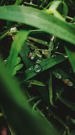 High angle view of green leaf