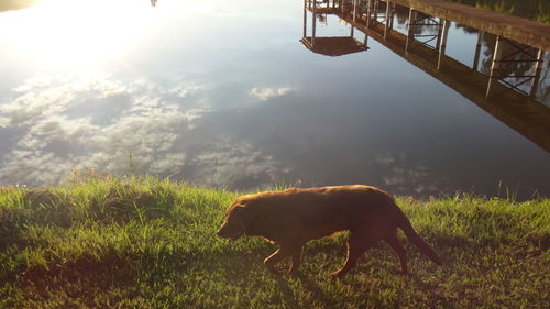 High angle view of dog walking on grassy lakeshore