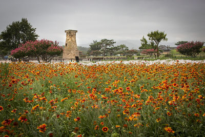 Flowering plants and trees on field against sky