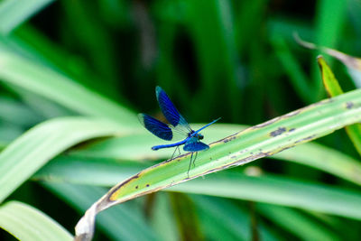 Close-up of butterfly on leaf