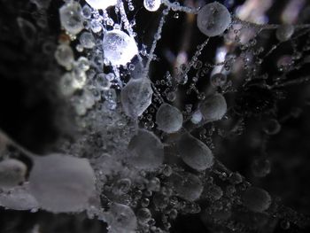 Close-up of water drops on spider web