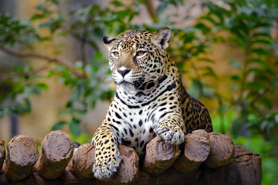 Jaguar resting.
