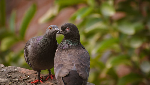 Close-up of pigeon perching