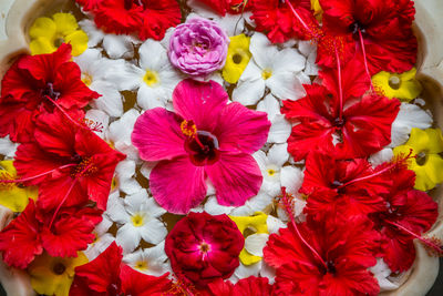 High angle view of multi colored flowering plants