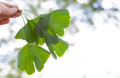 Close-up of hand holding leaves