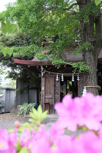 Pink flowering tree by building