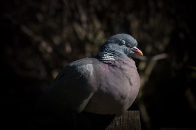 Close-up of bird perching outdoors