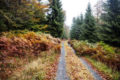 Road amidst trees in forest