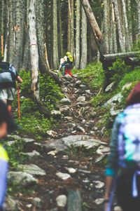 People on walkway amidst trees in forest