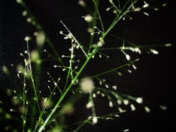 Close-up of raindrops on grass at night