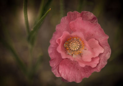 Close-up of pink flower