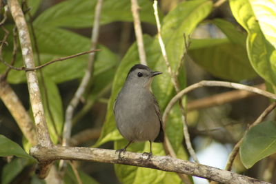 Close-up of bird perching on branch
