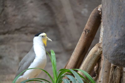 Close-up of bird perching outdoors