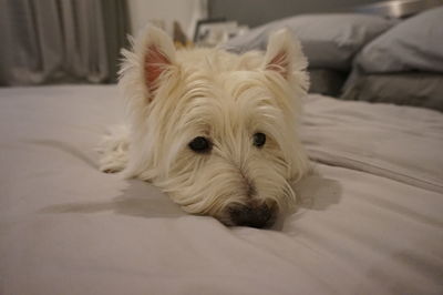 Close-up portrait of a dog