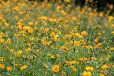 Close-up of yellow flowering plants on field