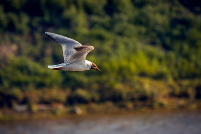 Bird flying over water