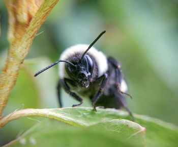 Close-up of bee on leaf