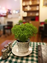 Close-up of potted plant