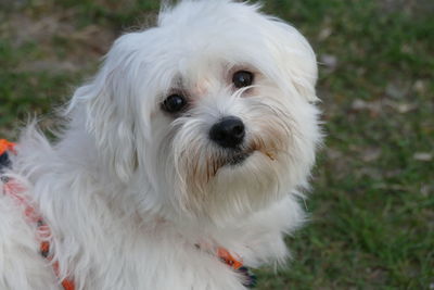 Portrait of white dog