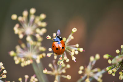 Close-up of ladybug on flower