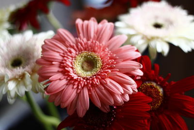 Close-up of flowers blooming outdoors