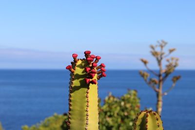 Cactus flower buds by sea against sky