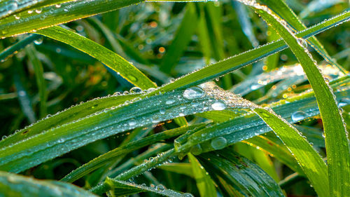 Close-up of raindrops on grass