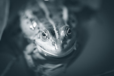 High angle portrait of frog swimming in pond