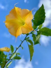 Close-up of yellow flowering plant against blue sky