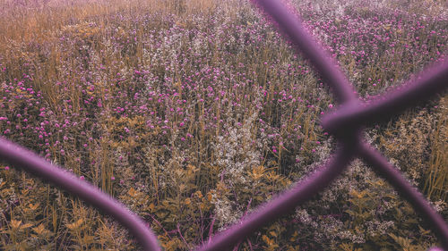 flowering plant