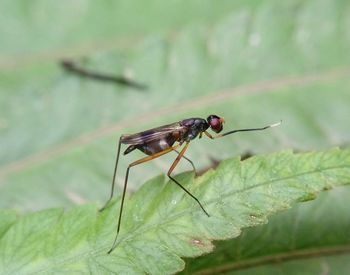 Close-up of insect on leaf