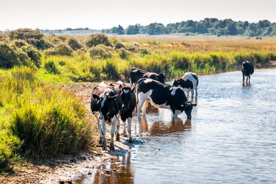 View of cows grazing on landscape