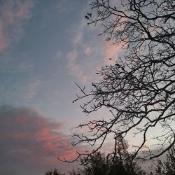 Low angle view of silhouette tree against sky at sunset