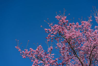 Low angle view of cherry blossom tree against blue sky