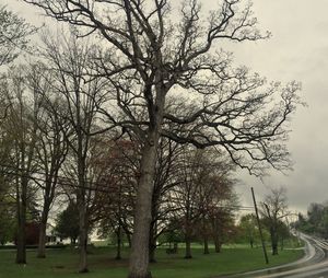 Bare trees against sky