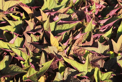 Full frame shot of autumn leaves