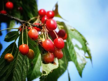 Close-up of red berries on tree