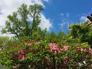 Flowering plants and trees against sky