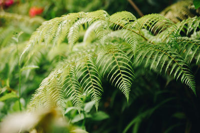 Close-up of fern leaves