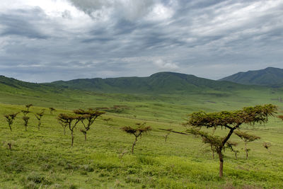 Scenic view of agricultural field against sky