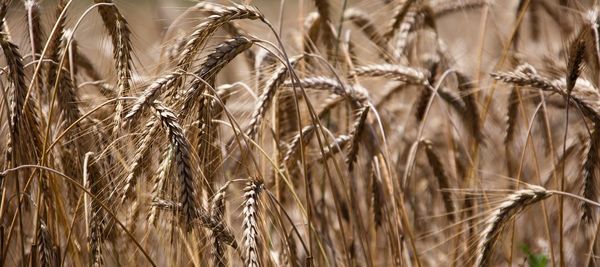 Close-up of wheat field