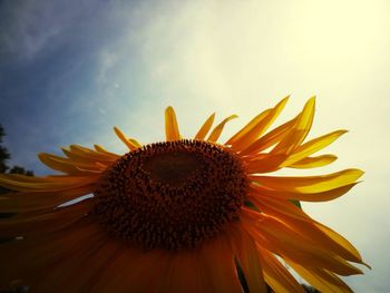 Low angle view of sunflower
