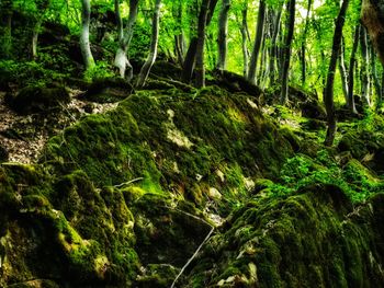Moss growing on rocks in forest