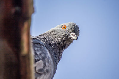 Close-up of pigeon against clear blue sky