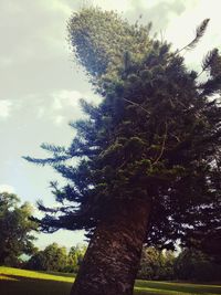 Low angle view of tree against sky