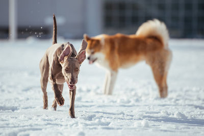 Dog running on snow covered land