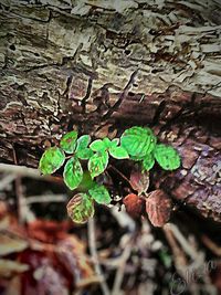 Close-up of leaves