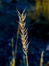Close-up of wheat growing on field