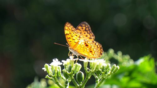 Close-up of butterfly pollinating on flower