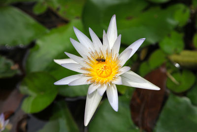 Close-up of white flower